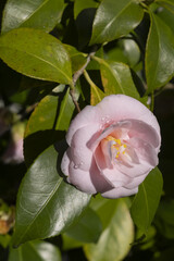 Fleur de Camelia rose	pâle