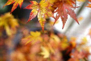 Acer &eacute;rable du Japon - feuilles d'automne sous la pluie