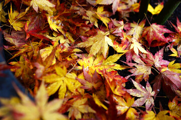 Acer érable du Japon - feuilles d'automne sous la pluie