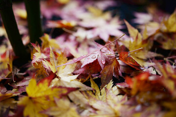 Acer érable du Japon - feuilles d'automne sous la pluie