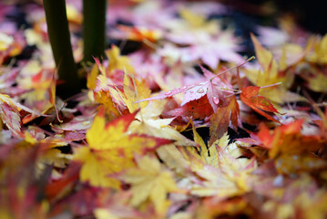 Acer érable du Japon - feuilles d'automne sous la pluie