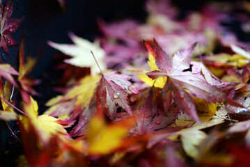 Acer érable du Japon - feuilles d'automne sous la pluie