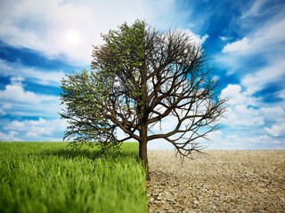 Oak tree standing on half grass half desert land. Climate change and global warming concept. 3D illustration - obrazy, fototapety, plakaty