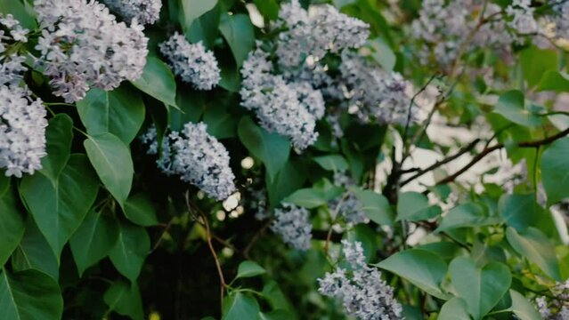 the violet lilac in Europe