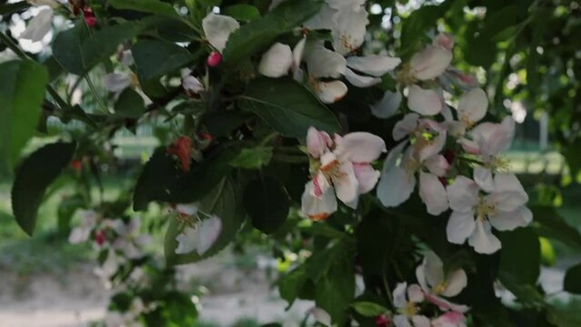 The apple tree pink  blossom 