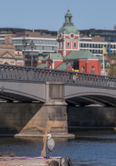 Heron on a jetty with bridge and a church in background a sunny spring day in Stockholm