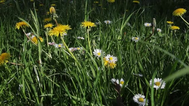 yellow dandelions flowers in the spring