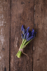 Bouquet of small blue Muscari flowers