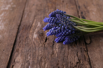 Bouquet of small blue Muscari flowers