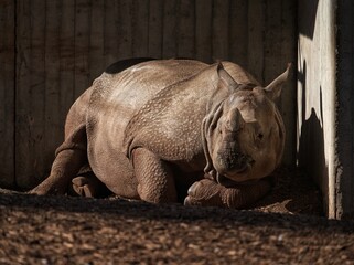 rhino in the grass