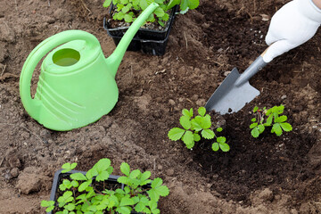 hands in gloves plant a strawberry sprout in the ground, weeding, seedlings, dacha, farming.