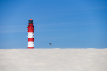 Leuchtturm von Amrum mit Möwe