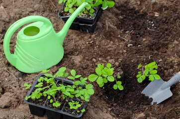 planting a strawberry sprout in the ground, weeding, seedlings, dacha, farming.