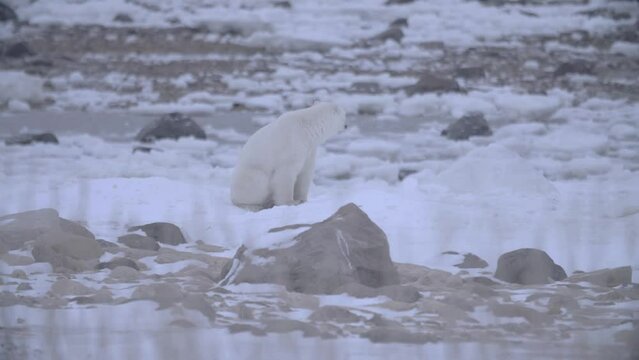 Isolated adult polar bear sits on snow, looks around in rocky landscape