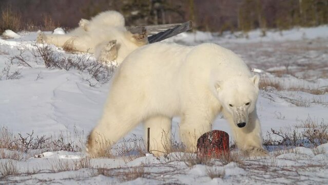 Funny behaviour of polar bear sliding down hill on back, snowy Manitoba
