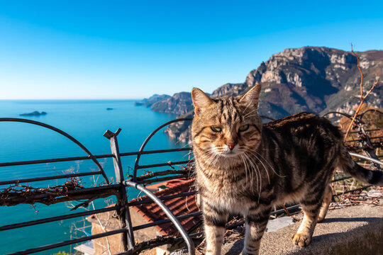 Fluffy gray cat walking next to a railing with scenic view from Nocelle on the Amalfi Coast between coastal towns Positano and Praiano. Hiking trail Path of Gods in Apennines Campania, Italy, Europe