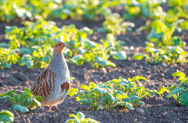 Das Rebhuhn (Perdix perdix)
