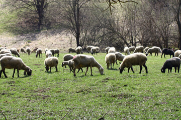 Obraz na płótnie Canvas Sheep grazing in a meadow in early spring.
