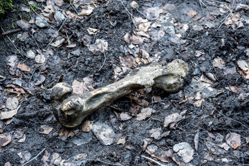 animal bone on the ground in a mountain gorge