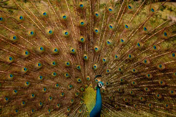 A peacock spotted in Kumana National Park, Sri Lanka
