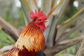 rooster