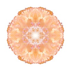 A beautiful fairy flower. A fantastic unusual flower. A unique abstract illustration. A beautiful image will decorate design projects and ideas.