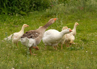 Geese hiss in defense of the family. Walk on green grass