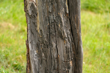 The trunk of an old dry tree on a green background