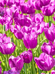 Obraz premium Dark purple tulips in bright sunlight in the garden.