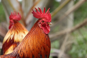 rooster