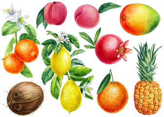 Set of Watercolor ripe fruits. Lemon, tangerine, coconut, peaches and mango.