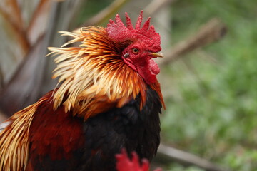 rooster