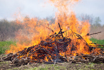 Close-up shot of burning corn stems. Dangerous fire of burning old plant stalks