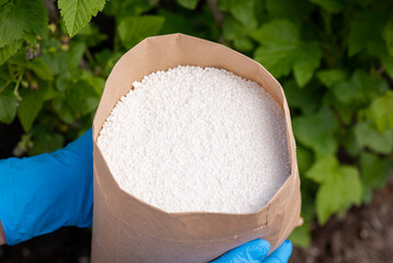 Paper bag with fertilizer against bush of currant in the garden. Fertilizing plants in garden...