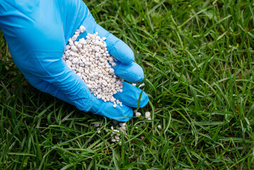Hand in blue glove fertilizing grass with mineral NPK fertilizer. Applying fertilizer to the lawn...