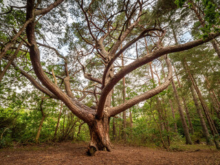 Huge Tree with long and wide branches alone in forest
