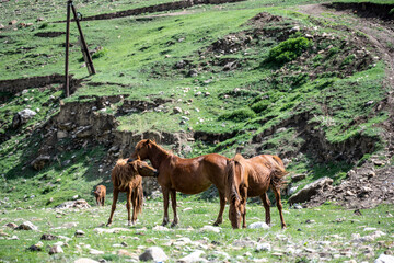 wild red horses graze on the lawn near the river in the mountains of Dagestan