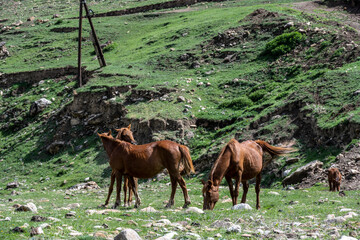 wild red horses graze on the lawn near the river in the mountains of Dagestan
