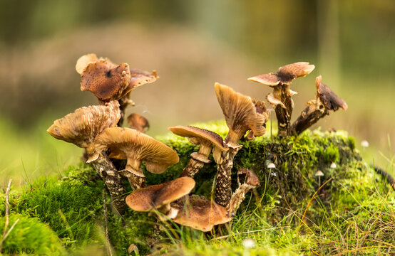 Closeup of mushrooms growing on a mossy surface