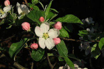 Blossom of apple tree