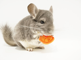 手に持った乾燥トマトを食べるチンチラ