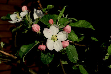 Blossom of apple tree