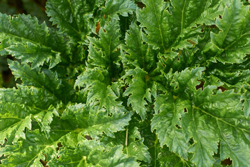 Natural textured background made of Heracleum sosnowskyi leaf