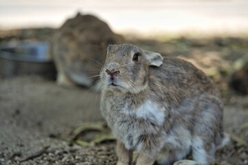 Rabbit