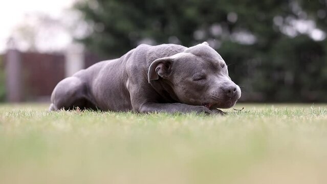 Staff Bull Dog Chews Stick on Green Grass. English Staffordshire Bull Terrier Lying Outside in the Garden.