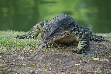 Water Monitor