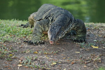 Water Monitor