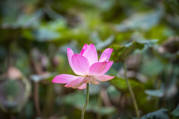 Obraz premium One beautiful pink lotus blooming in the pond with many green lotus leaves as blurred background.