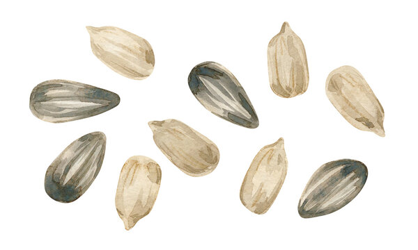 Watercolor illustration with a group of peeled sunflower seeds isolated on a white background. Bright summer collection.