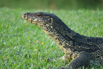 Water Monitor